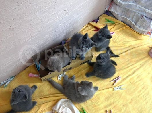 A Kalite British Shorthair Yavrular görsel