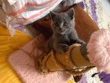 A Kalite British Shorthair Yavrular