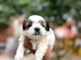 Orjinal shihtzu yavrularımız