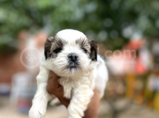 Orjinal Shihtzu Yavrularımız