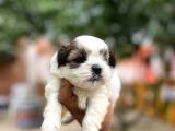 Orjinal Shihtzu Yavrularımız