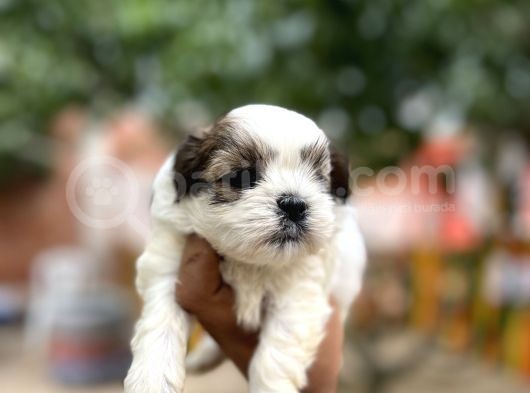 Orjinal Shihtzu Yavrularımız görsel