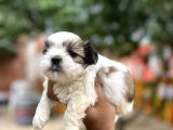Orjinal Shihtzu Yavrularımız