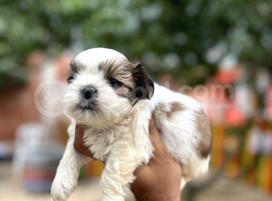 Orjinal Shihtzu Yavrularımız görsel