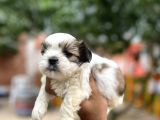Orjinal Shihtzu Yavrularımız