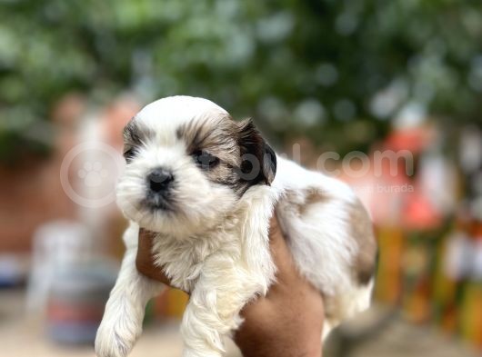 Orjinal Shihtzu Yavrularımız görsel