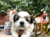 Orjinal Shihtzu Yavrularımız