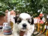 Orjinal Shihtzu Yavrularımız