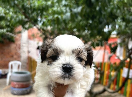 Orjinal Shihtzu Yavrularımız görsel