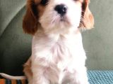 Sevimli Irk Garantili Cavalier King Charles Yavrular
