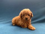 mini boy toy poodle oğlumuz
