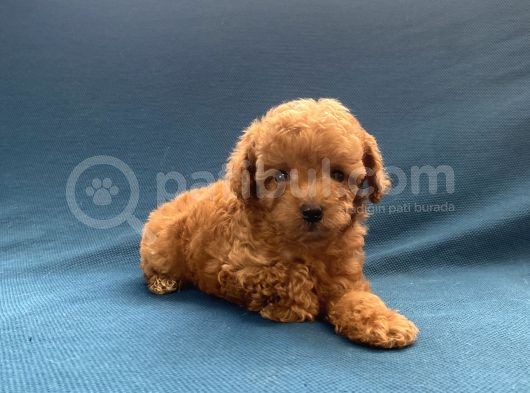 Mini Boy Toy Poodle Oğlumuz