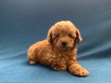 Mini Boy Toy Poodle Oğlumuz