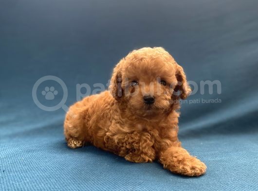 Mini Boy Toy Poodle Oğlumuz görsel
