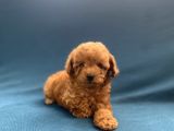 Mini Boy Toy Poodle Oğlumuz