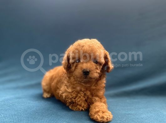 Mini Boy Toy Poodle Oğlumuz görsel