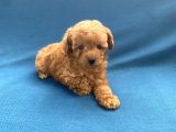 Mini Boy Toy Poodle Oğlumuz