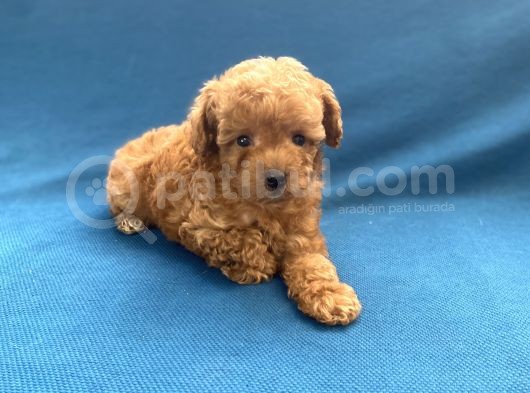 Mini Boy Toy Poodle Oğlumuz görsel