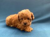 Mini Boy Toy Poodle Oğlumuz