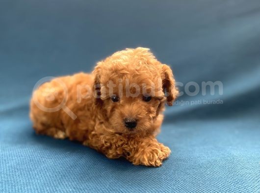 Mini Boy Toy Poodle Oğlumuz görsel