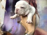 French Bulldog Egzoti̇k Renkler