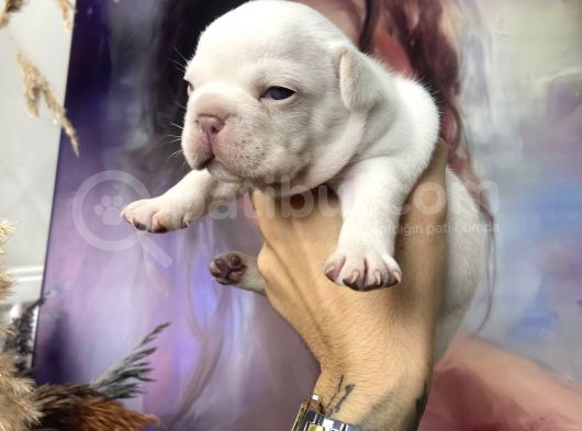 French Bulldog Egzoti̇k Renkler görsel
