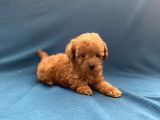 Mini Boy Toy Poodle Oğlumuz