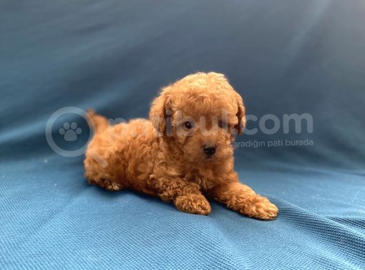 Mini Boy Toy Poodle Oğlumuz görsel