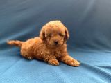 Mini Boy Toy Poodle Oğlumuz