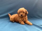 Mini Boy Toy Poodle Oğlumuz