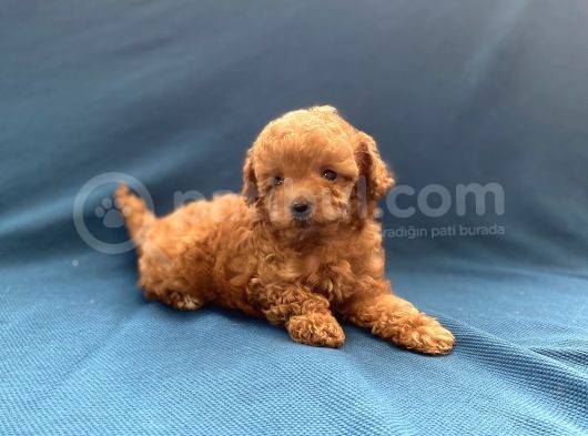 Mini Boy Toy Poodle Oğlumuz görsel