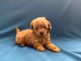 Mini Boy Toy Poodle Oğlumuz