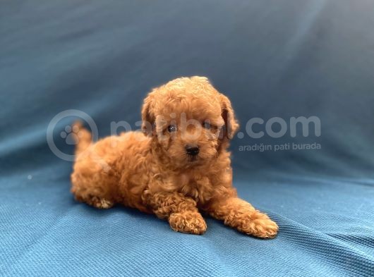 Mini Boy Toy Poodle Oğlumuz görsel