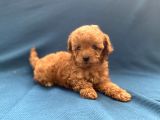 Mini Boy Toy Poodle Oğlumuz