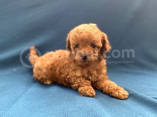 Mini Boy Toy Poodle Oğlumuz görsel