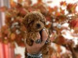 red brown toy poodle oğlumuz