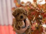Red Brown Toy Poodle Oğlumuz
