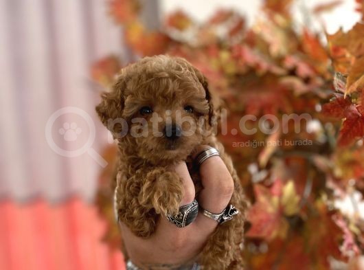 Red Brown Toy Poodle Oğlumuz görsel