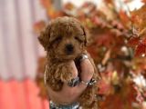 Red Brown Toy Poodle Oğlumuz