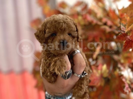 Red Brown Toy Poodle Oğlumuz görsel