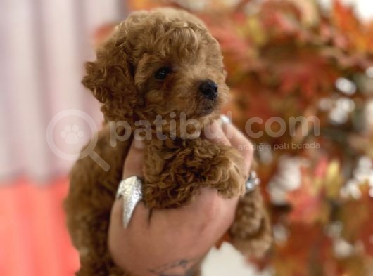 Red Brown Toy Poodle Oğlumuz görsel