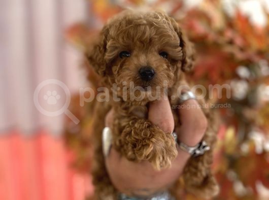 Red Brown Toy Poodle Oğlumuz görsel