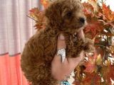 Red Brown Toy Poodle Oğlumuz