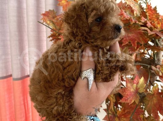 Red Brown Toy Poodle Oğlumuz görsel