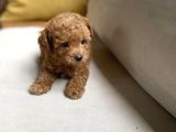 fazla yakışıklı red toy poodle oğlumuz