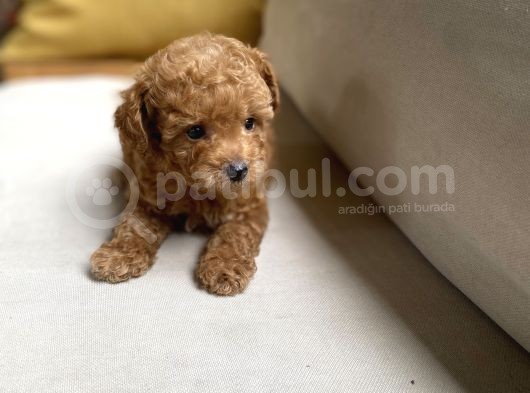 Fazla Yakışıklı Red Toy Poodle Oğlumuz