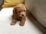 Fazla Yakışıklı Red Toy Poodle Oğlumuz