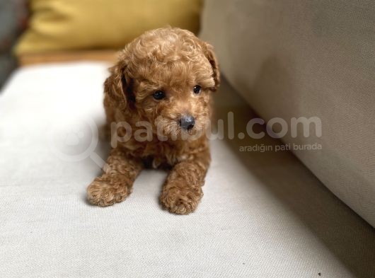 Fazla Yakışıklı Red Toy Poodle Oğlumuz görsel