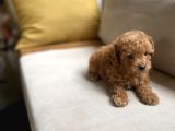Fazla Yakışıklı Red Toy Poodle Oğlumuz