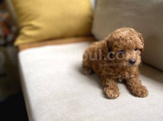 Fazla Yakışıklı Red Toy Poodle Oğlumuz görsel